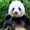 [알쏭달쏭+] 판다의 몸 색깔, 흰색+검은색인 이유는?