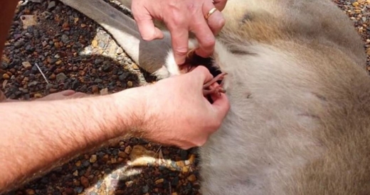 임신한 캥거루가 도로 옆에 쓰러져있었고, 이를 발견한 커플이 아이 캥거루가 있는지 확인하고 있다.