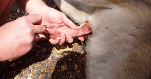 아기 캥거루를 뱃속에서 쑥 끌어당기고 있다.