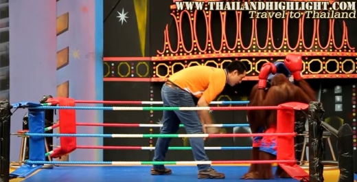 비판을 받고 있는 ‘오랑우탄 복싱’의 한 장면.