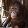 ‘인신매매’된 오랑우탄의 슬픈 눈…인간의 선악을 묻다