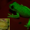 자외선 받으면 색깔 변하는 개구리, 최초 발견