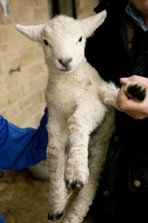 아기 양이 더 잘 달리길 기원하는 뜻에서 영화 ‘포레스트 검프’에서 이름을 착안했다. (사진=더썬)
