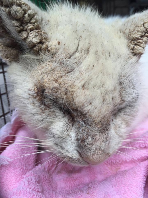 고양이는 무슨 이유인지 눈을 뜨지 못하고 있었다.