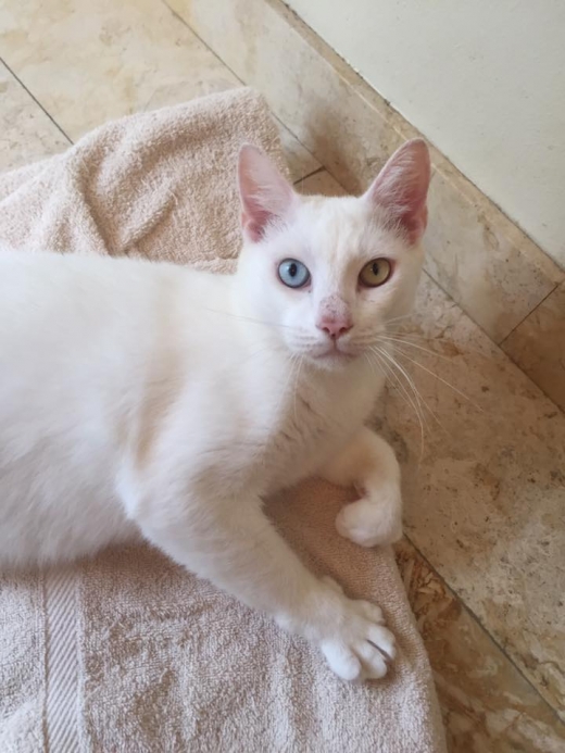 이제 코튼은 자신과 함께할 새로운 가정을 찾고 있다.