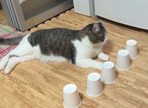 본 게임에 앞서 대기하고 있는 고양이 스노우.