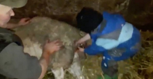 루벤이 새끼 양을 끄집어 내며 분만을 도운 첫 시도는 성공적이었다.