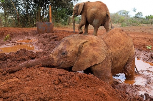 건강을 회복한 엔케샤가 진흙 목욕을 즐기고 있는 모습.