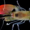 [와우! 과학] 물총쏘는 ‘바다의 총잡이’ 딱총새우 신종 발견
