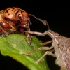 형제 잡아먹는 곤충… ‘골육상쟁 비밀’ 밝혀지다
