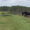 한가로이 풀 뜯던 말 악어를 보더니 갑자기…(영상)