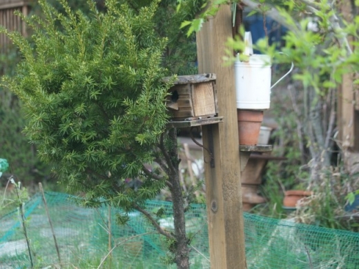 어미 딱새가 알을 품고 용맹정진하고 있는 새집. 저 구멍을 들여다보면 어미새와 눈이 딱 마주치게 된다. 하지만 어미새는 미동도 안 보인다.