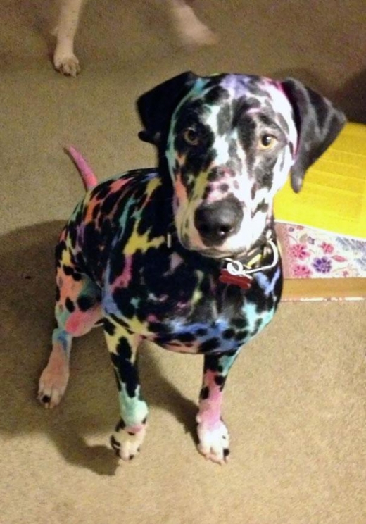 분명 달마시안으로 태어났는데...(사진=더썬)