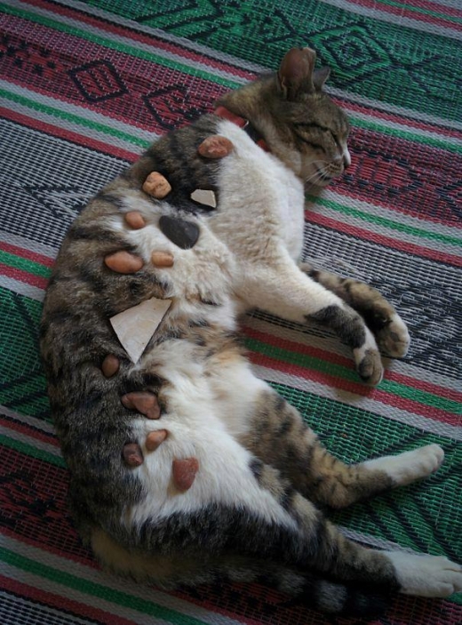 자는 고양이도 두드려보고 돌 올리기. (사진=더썬)