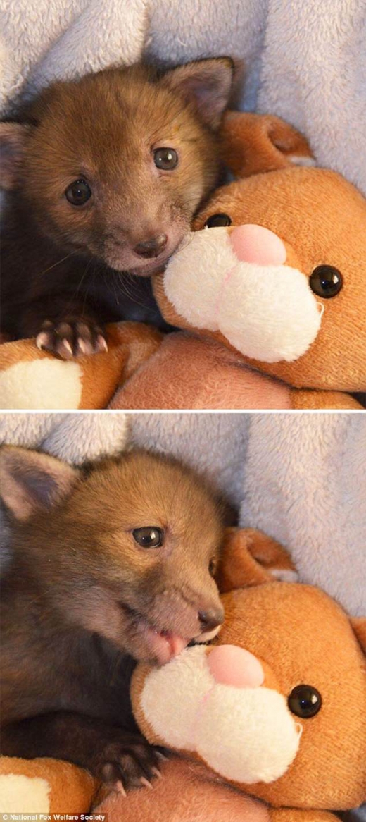 아기 여우 한 마리가 인형을 품에 안고 안정을 찾은 모습이다.