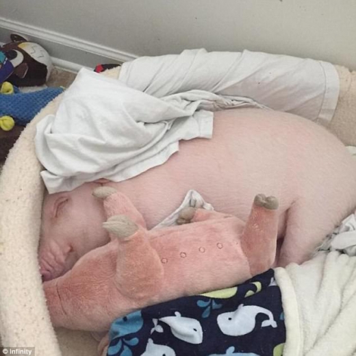 분홍색 돼지 한 마리가 자신을 똑 닮은 인형을 품에 안고 자고 있다.