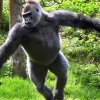 동물원 인기스타로 떠오른 발레하는 고릴라