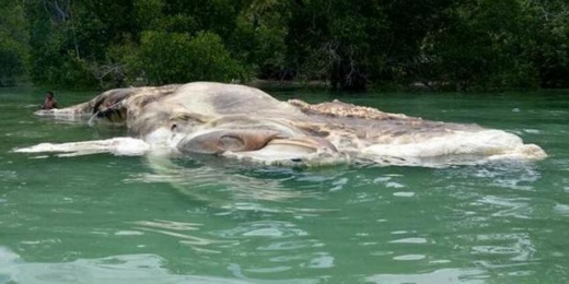 해변에 밀려와 악취를 풍기고 있었다. (사진=페이스북)