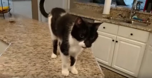 영상에 대해 의문을 제기하는 사람과 그냥 재미로 즐기면 된다는 사람으로 반응이 엇갈렸다. (사진=유튜브 캡쳐)