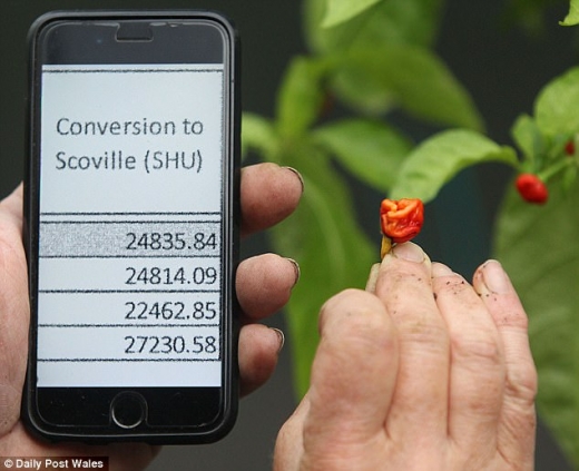 ‘드래곤스 브리스’의 스코빌 지수