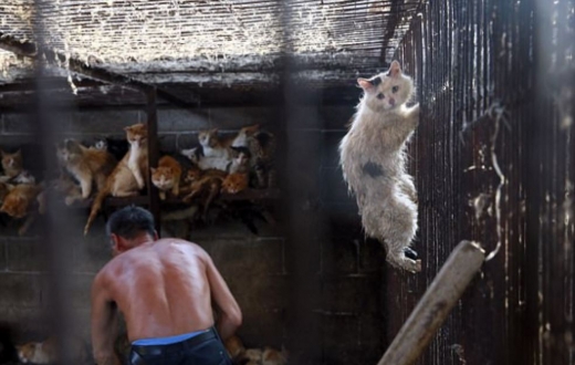 1,000만 마리가 넘는 개와 약 400만 마리의 고양이가 중국 전역에서 처참하게 죽어가고 있다. (사진=데일리메일 캡쳐) 