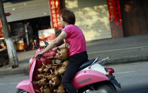 상인이 오토바이에 도살된 개 10마리 가량을 싣어나르고 있다. (사진=데일리메일 캡쳐)