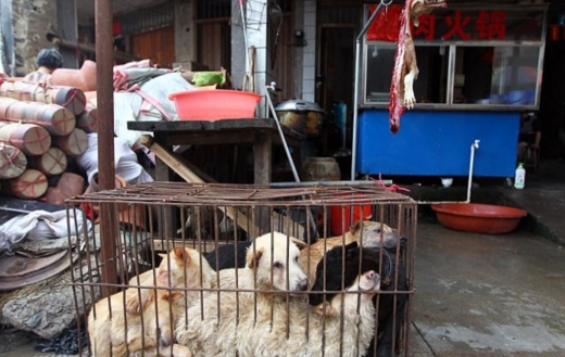 죽을 날을 기다리고 있는 개들과, 이미 저 세상으로 떠난 개고기가 걸린 모습이 대비된다. (사진=데일리메일 캡쳐)