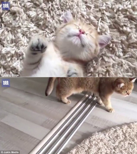 아무런 걱정 없이 낮잠을 즐기는 어린 고양이의 모습에 오히려 나이 든 고양이가 놀란 것처럼 보인다.