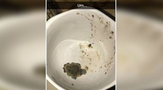 지루해서 벌인 장난에 죄없는 거북이는 하늘나라로 떠나고 말았다. (사진=트위터@JONASIA SIMPSON)