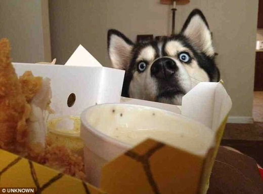 주인의 치킨을 노리는 시베리안허스키. 눈에서 레이저가 나올 것 같다.