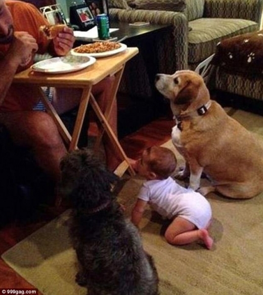 아기와 함께 주인이 먹는 음식을 바라보는 반려견들.