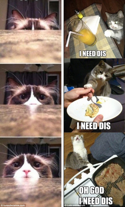 반려묘들도 저마다 방식으로 주인의 음식을 원한다.