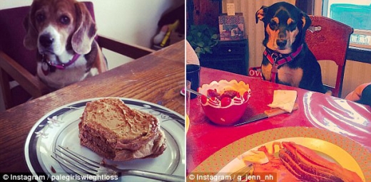 사진 속 두 견공은 음식을 앞에 두고 내적 갈등을 일으키고 있는 것처럼 보인다.