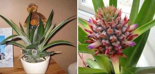 왼쪽은 10년 전 파인애플을 옮겨 심었을 때, 오른쪽은 파인애플이 꽃을 피우기 시작할 당시. (사진=데일리메일 캡쳐)