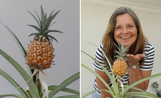 10년간 내버려둔 꼭지에서 자라난 작은 파인애플. (사진=데일리메일 캡쳐)