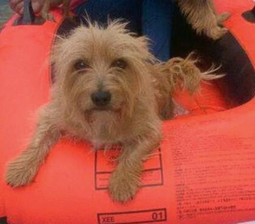 주인과 공놀이를 한번 하면 멈출 수 없을 정도로 공을 좋아했던 스파이크.