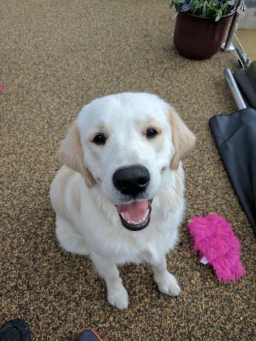 마이클 가족의 애완견 골든 리트리버 할리. (사진=더썬)