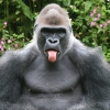 ‘메롱~’ 방문객 향해 혀 내민 고릴라…뭔 뜻?