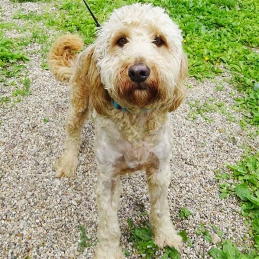 래브라두들 ‘버디’의 모습. (사진=헨리카운티 휴메인소사이어티 제공)