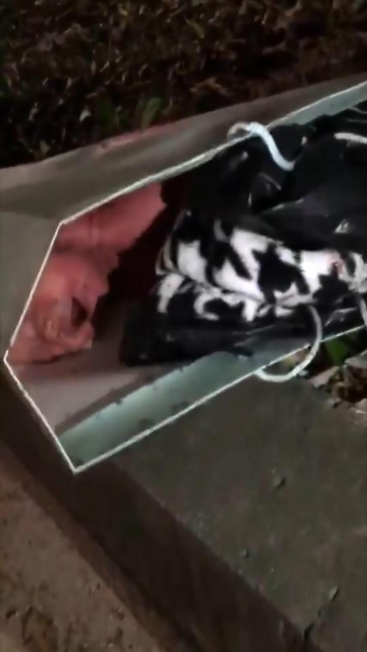 종이봉투 안에 버려진 아이에게 달려든 개미떼. (사진=더썬)