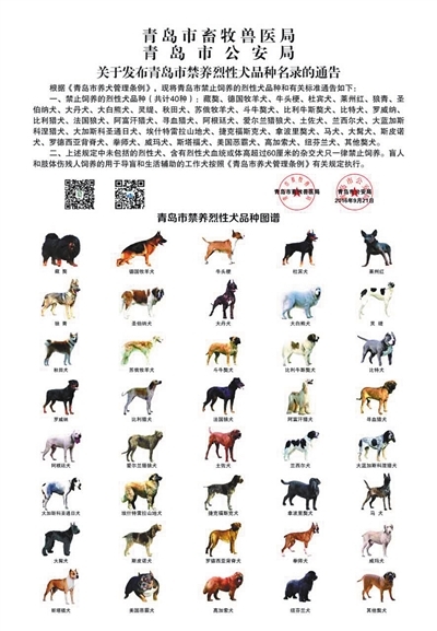 칭다오시의 애완견 등록 카드와 실제 금지하고 있는 견종 목록. (사진=베이징뉴스)