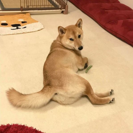 드러누운 자태도 예사롭지 않다. (사진=메트로)