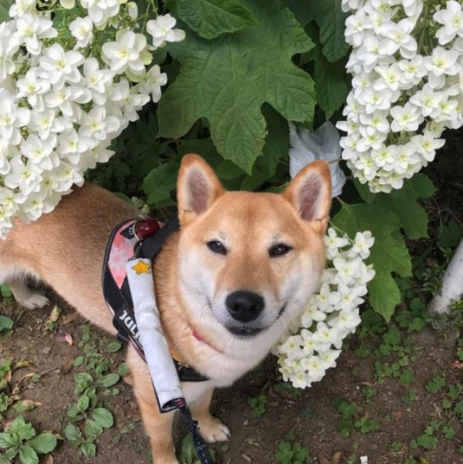 세모꼴의 동양적 눈매를 가진 일본의 천연기념물 시바 이누. (사진=인스타그램 캡쳐)