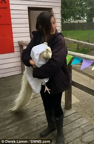 구조되는 알비노 공작