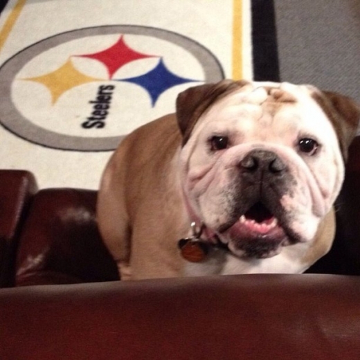 공포 영화 마니아로 알려진 불도그 칼리시