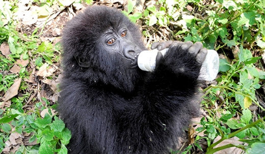 고릴라 마타비시는 4년 전 인적이 드문 곳에서 어미 없이 홀로 발견됐다.