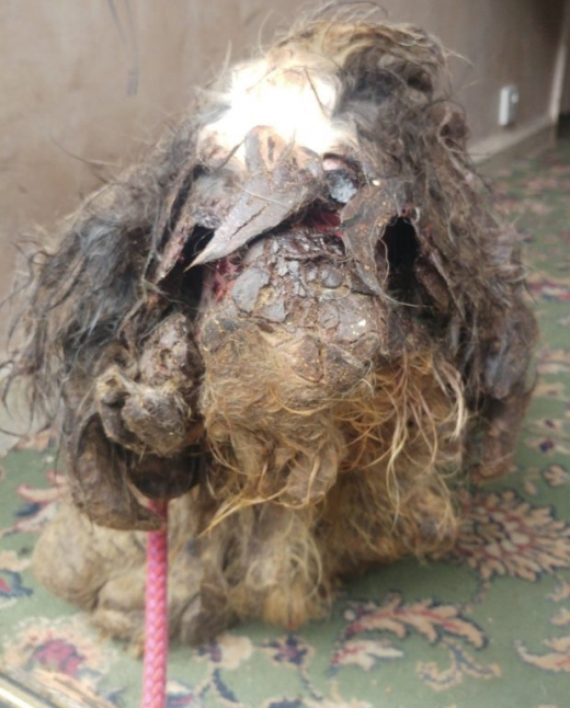 몇 개월 동안 털을 다듬어주지 않아 앞이 제대로 보이지 않을 정도다. (사진=메트로)