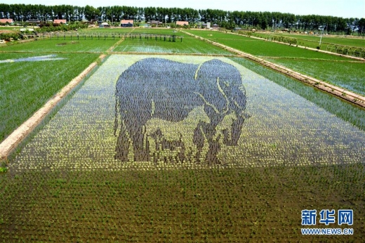 바람이라도 선뜻 불면 코끼리와 동물들이 진짜로 논 한복판을 걷는 듯하다. (사진=신화망)