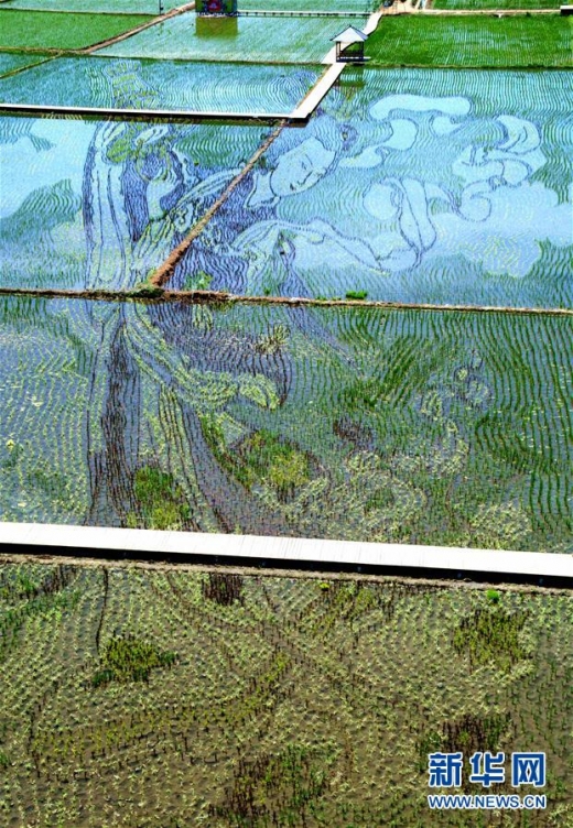 논을 굽어보는 선녀의 자태와 색이 곱다. (사진=신화망)