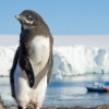 ‘펭귄 똥’ 추적 알고리즘 개발…NASA 협업 서식환경 탐사